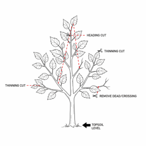 Mulberry Pruning Mayhem: Top 5 Mistakes That Ruin Your Harvest (and How to Fix Them)