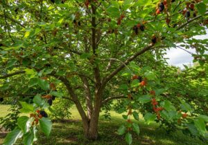 Tiny Trees, Big Harvests: Best Dwarf Mulberry Varieties for Small Spaces
