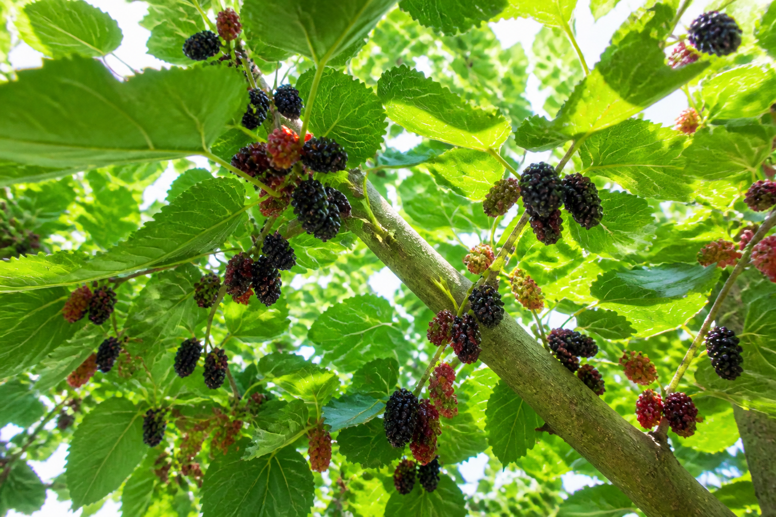 A vibrant, healthy mulberry tree laden with dark, ripe berries and lush green leaves.