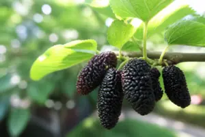 The Complete Guide to Mulberry Trees — Varieties, Growing, and Harvest