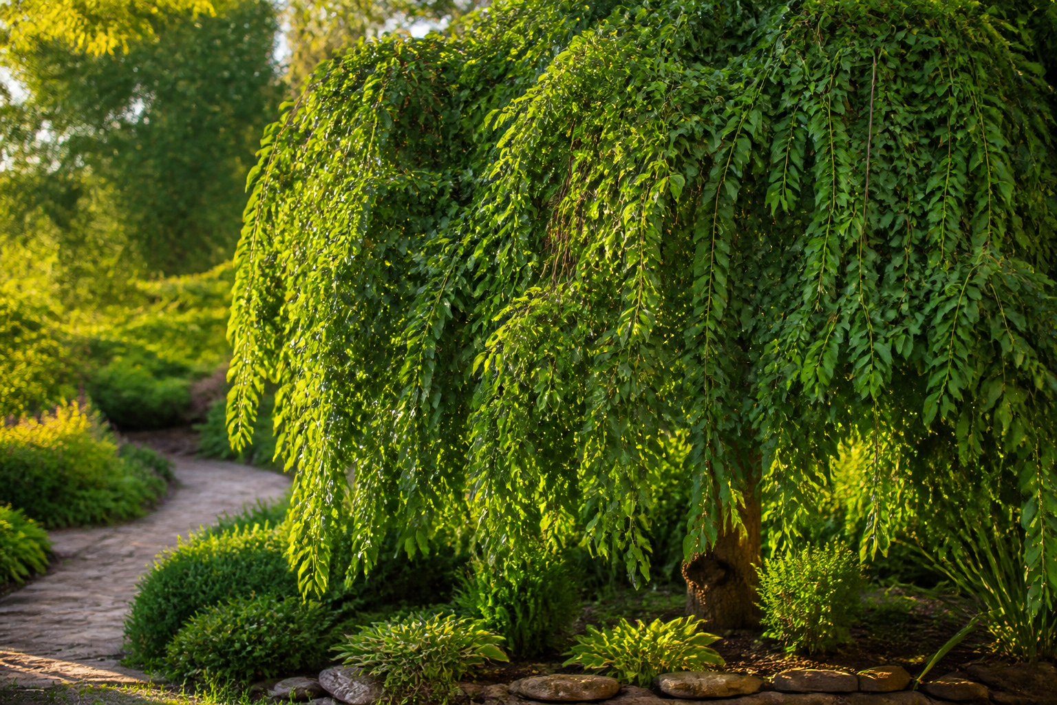 Weeping Mulberry Tree: How to Grow, Shape, and Care for This Stunning Variety