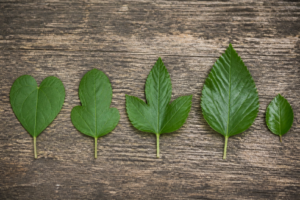 Mulberry Leaf Identification: Why One Tree Grows So Many Different Leaf Shapes