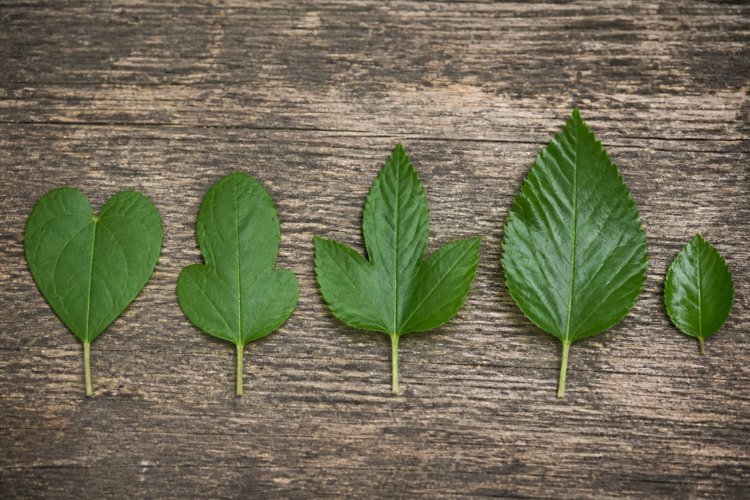 Mulberry Leaf Identification: Why One Tree Grows So Many Different Leaf Shapes